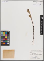 Foto von Salix caprea L.